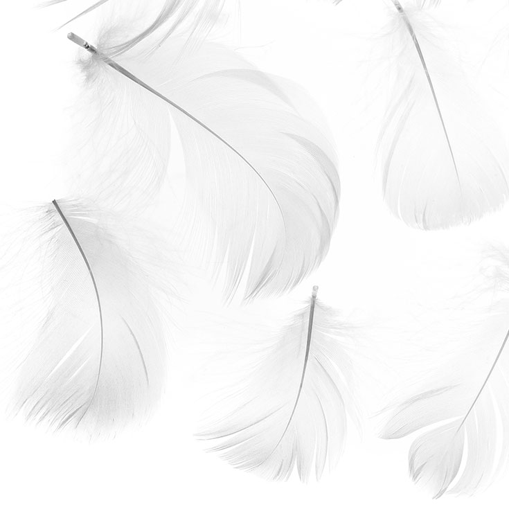 Decorative White Feathers
