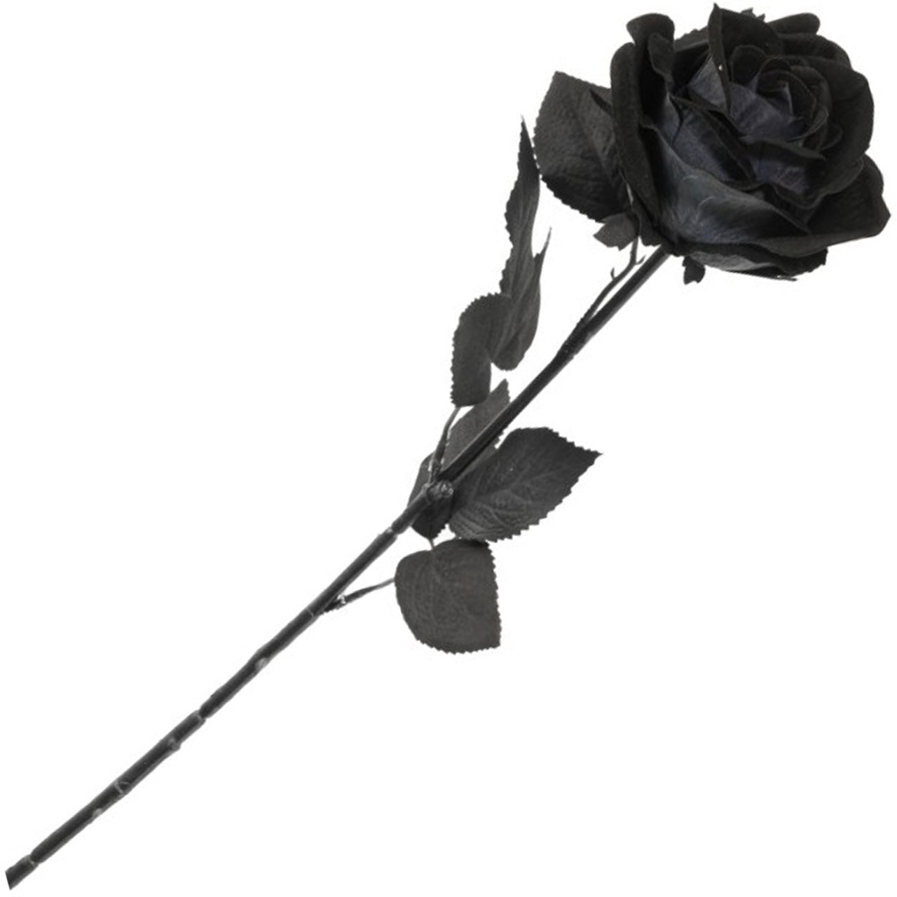 Blume - Schwarze Rose