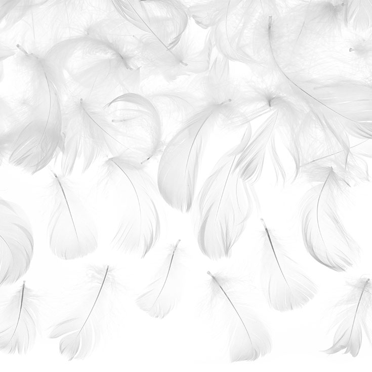 Dekorative weiße Federn